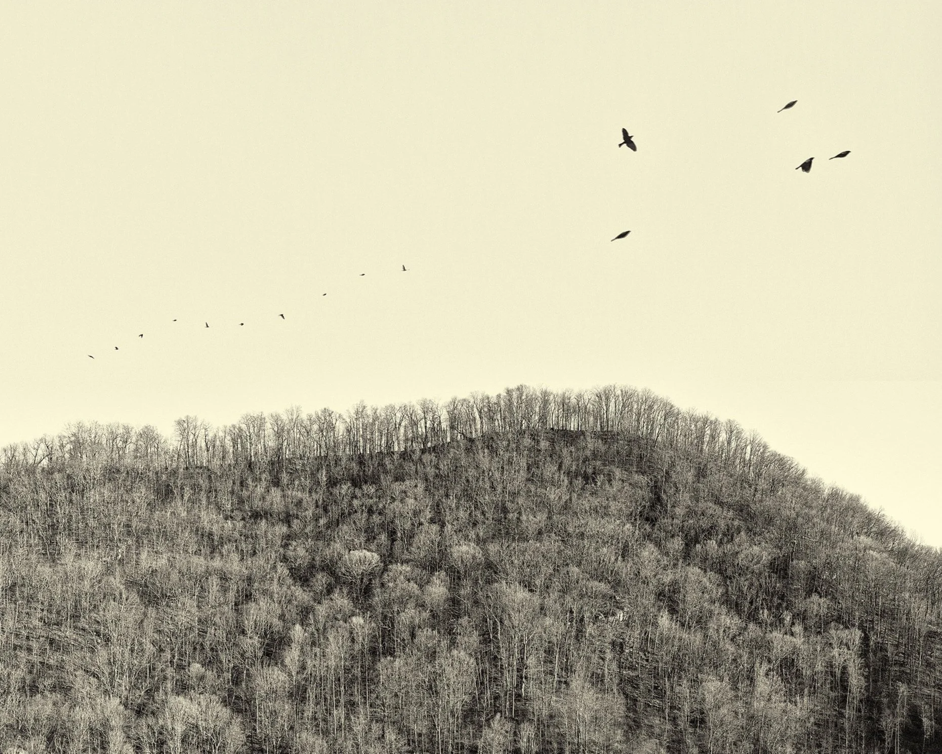 Pisgah National Forest III (2022)